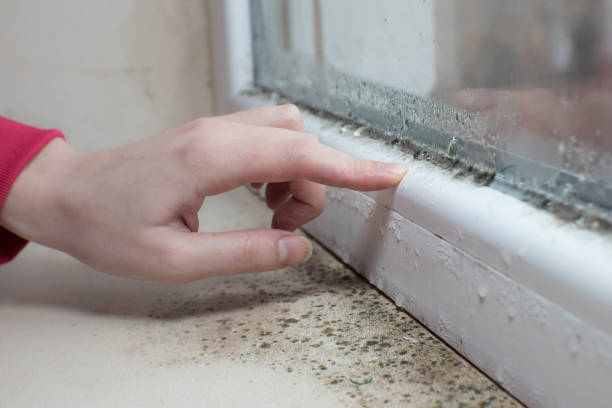 Best Residential Mold Inspection & Testing  in USA